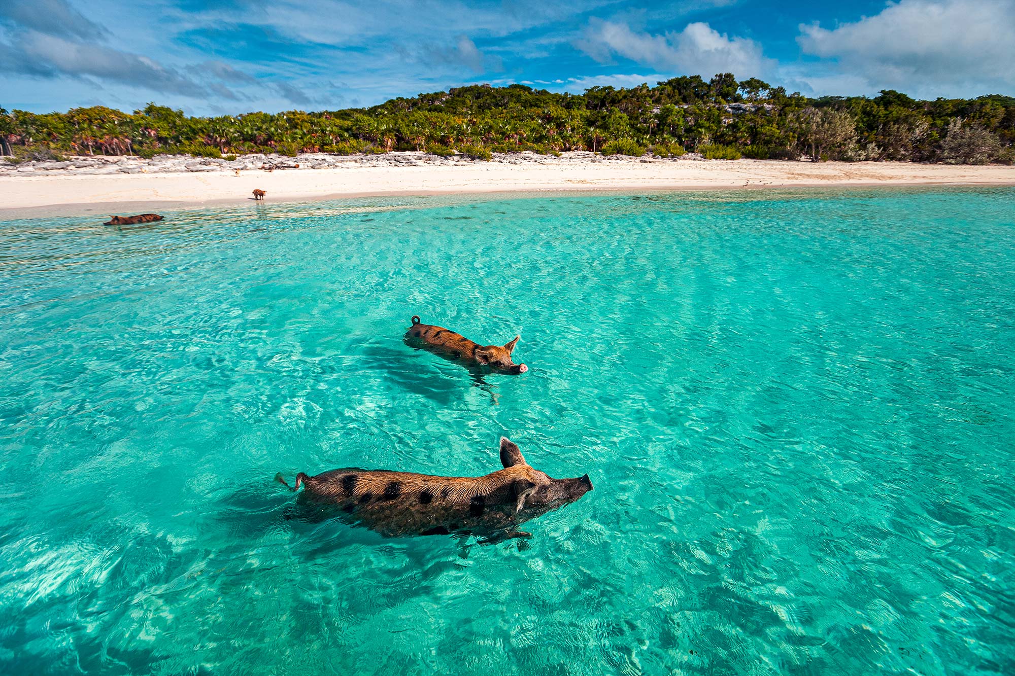 Pig Island Bahamas Overview