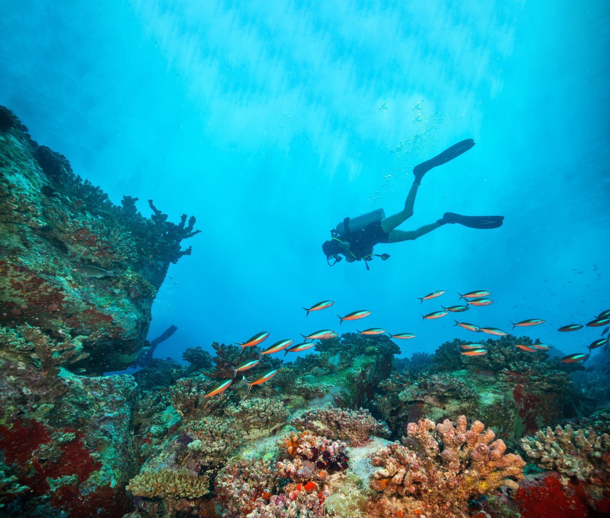 The 28 Best Scuba Diving Sites In The Caribbean