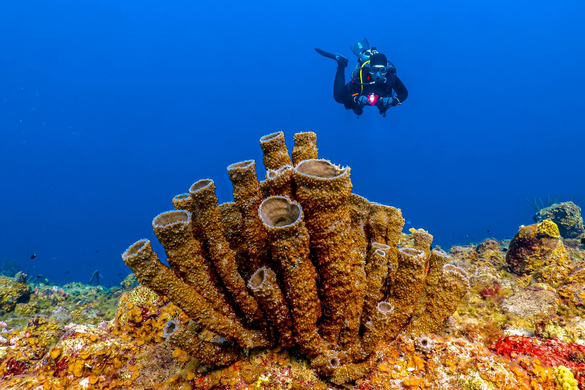 Scuba Diving Coral Reef Sponge