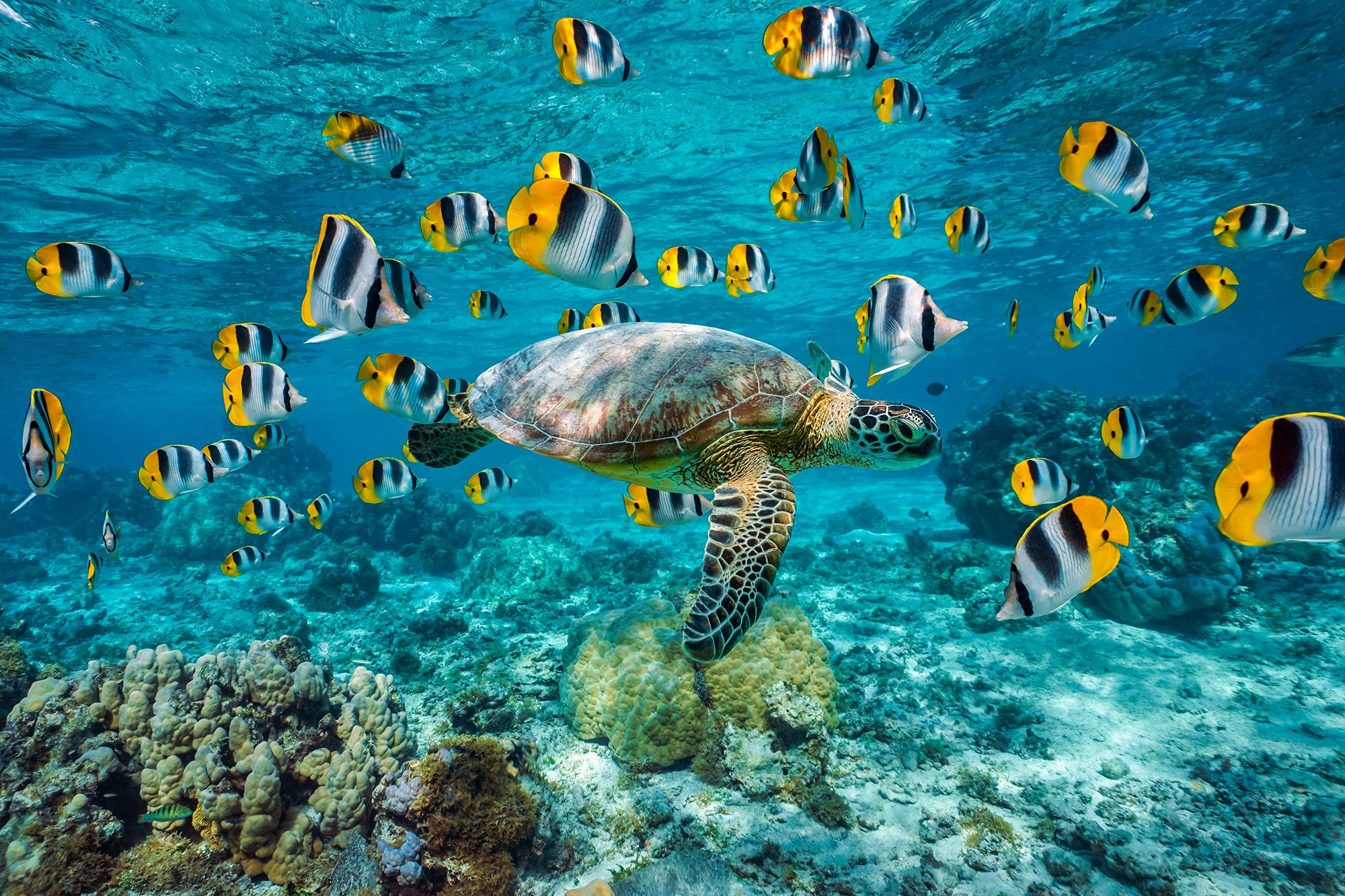 Bora Bora Turtle UNderwater