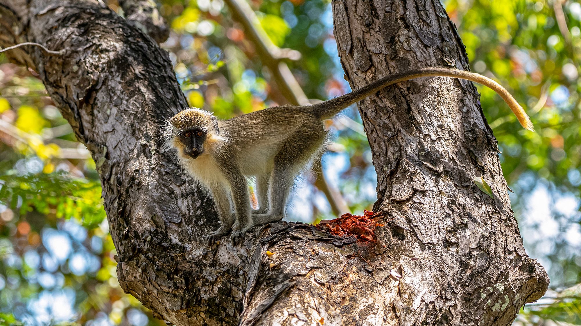 Barbados Monkey Wildlife