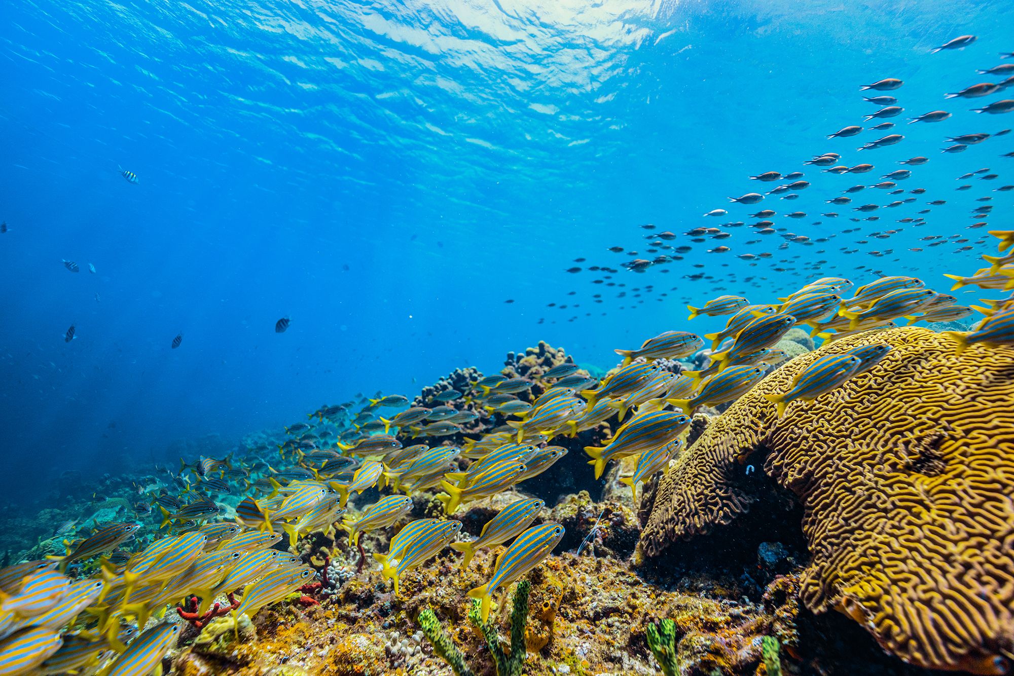 Saint Lucia Snorkel Underwater School Tropical Fish