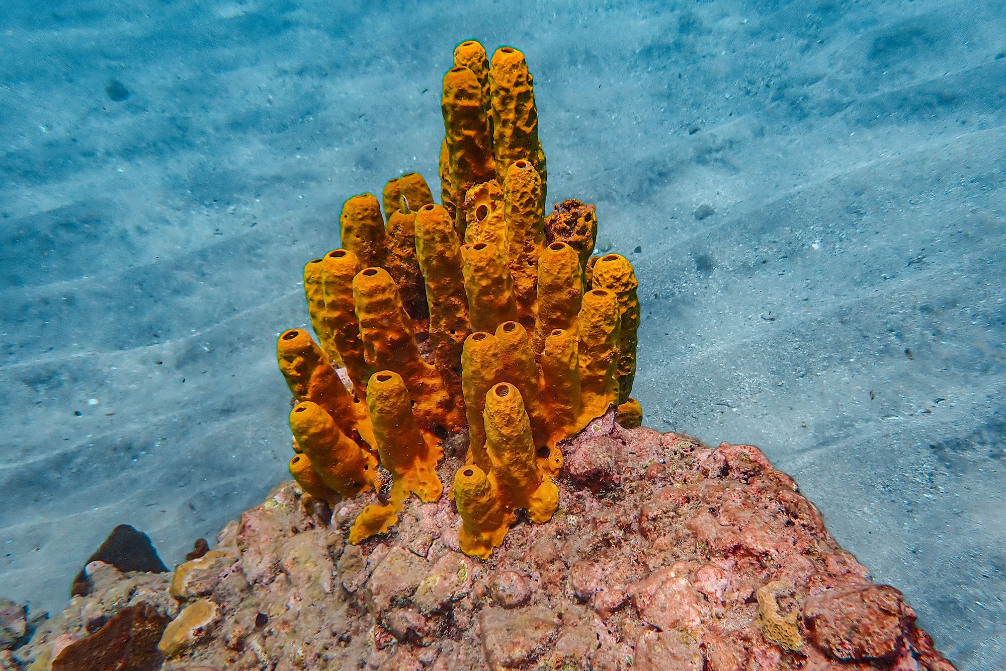 Saint Lucia Snorkel Underwater Sponge Coral