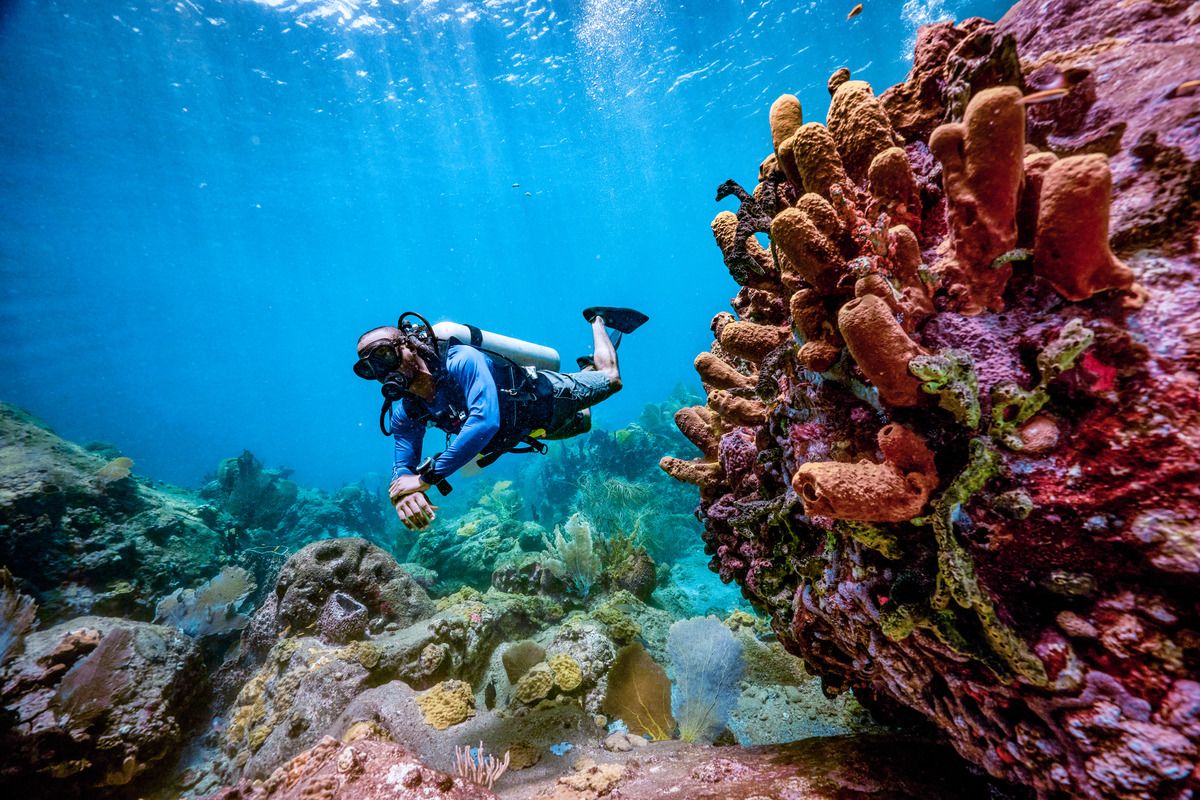 Scuba Diving In Grenada: What To Expect