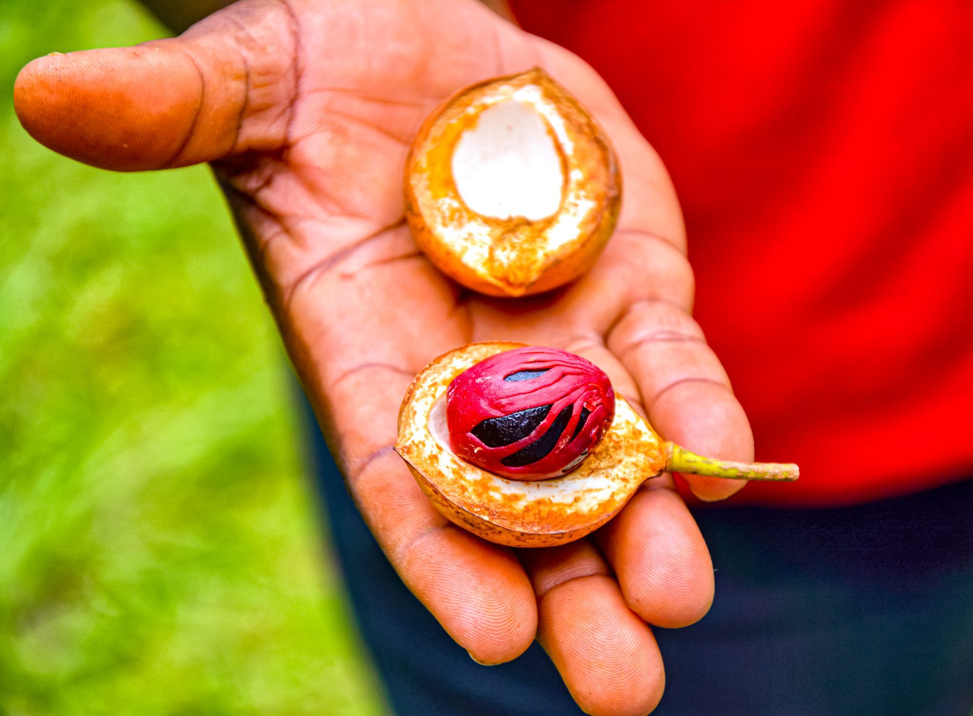17 Amazing Things Grenada Is Known For