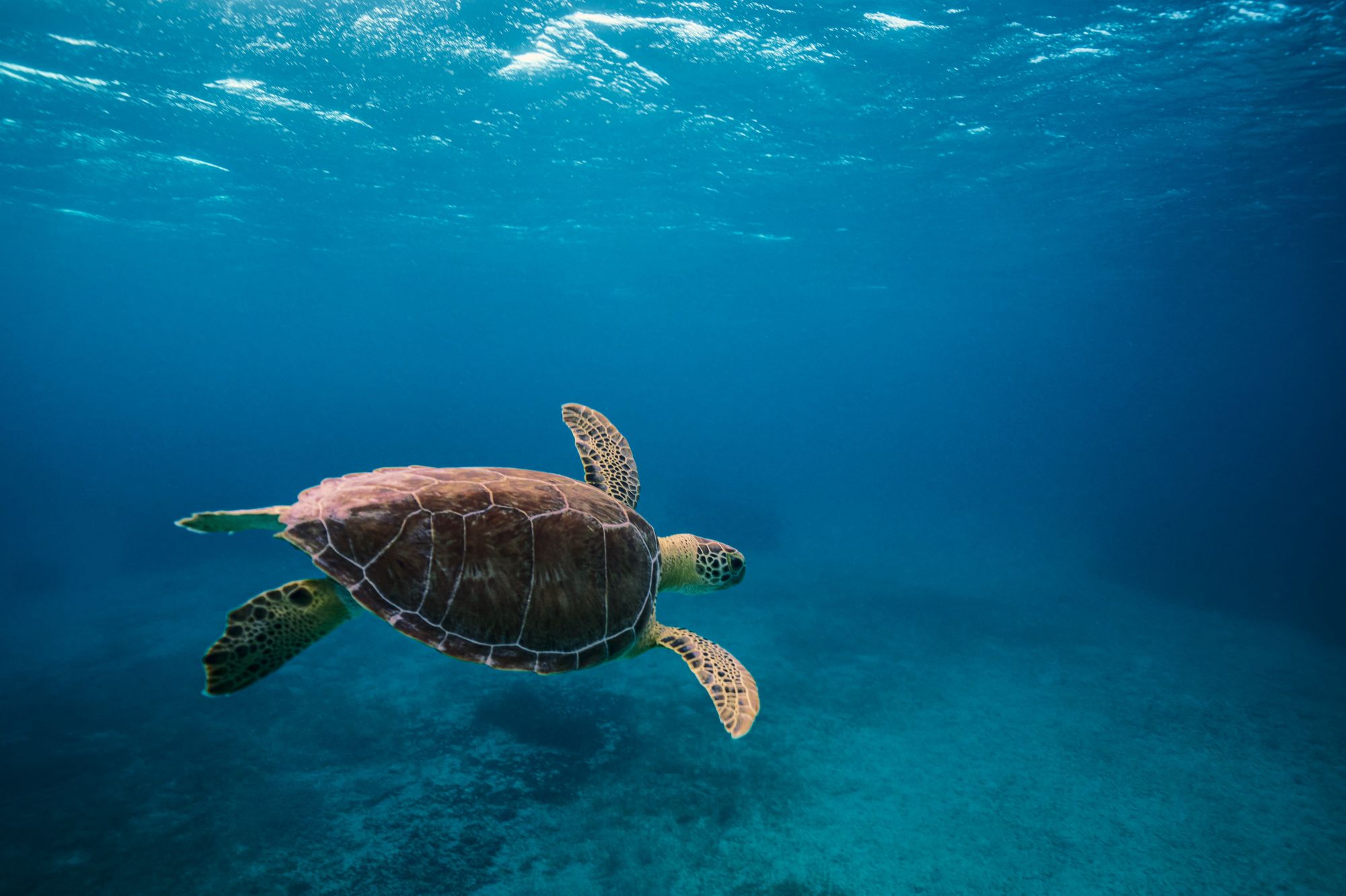 25 Adventurous & Fun Things To Do In Barbados