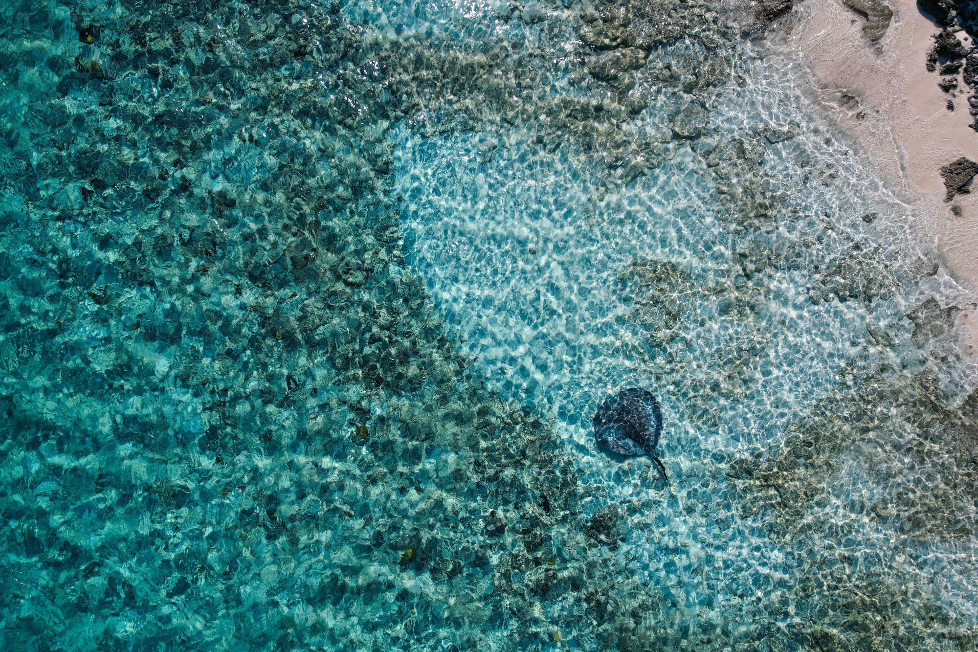 Snorkeling In The Bahamas? Here Are The 18 Best Snorkeling Spots In Nassau, The Exumas, Andros, And More!