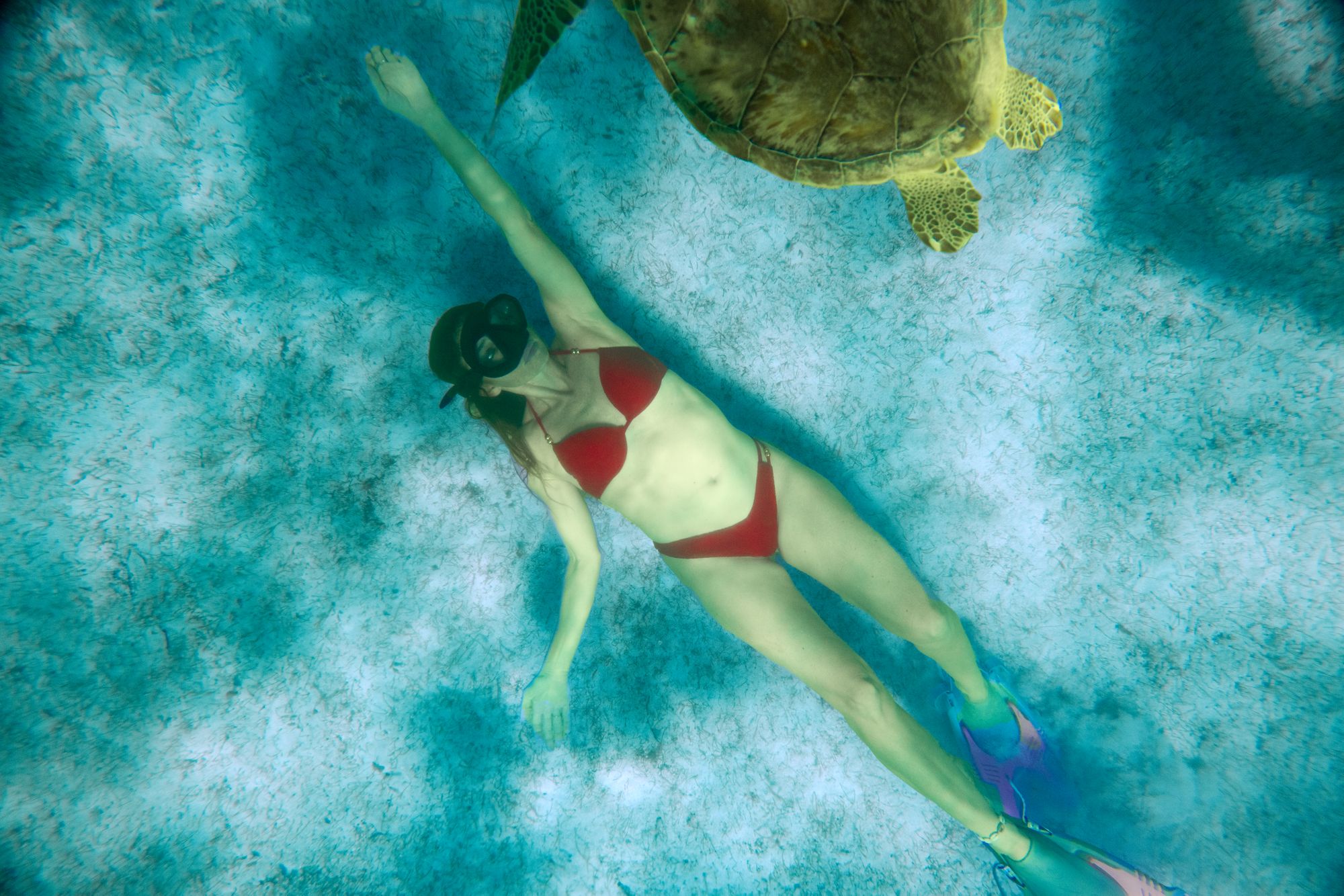 Caribbean-Snorkeling-Female-Turtle-Montego-Bay