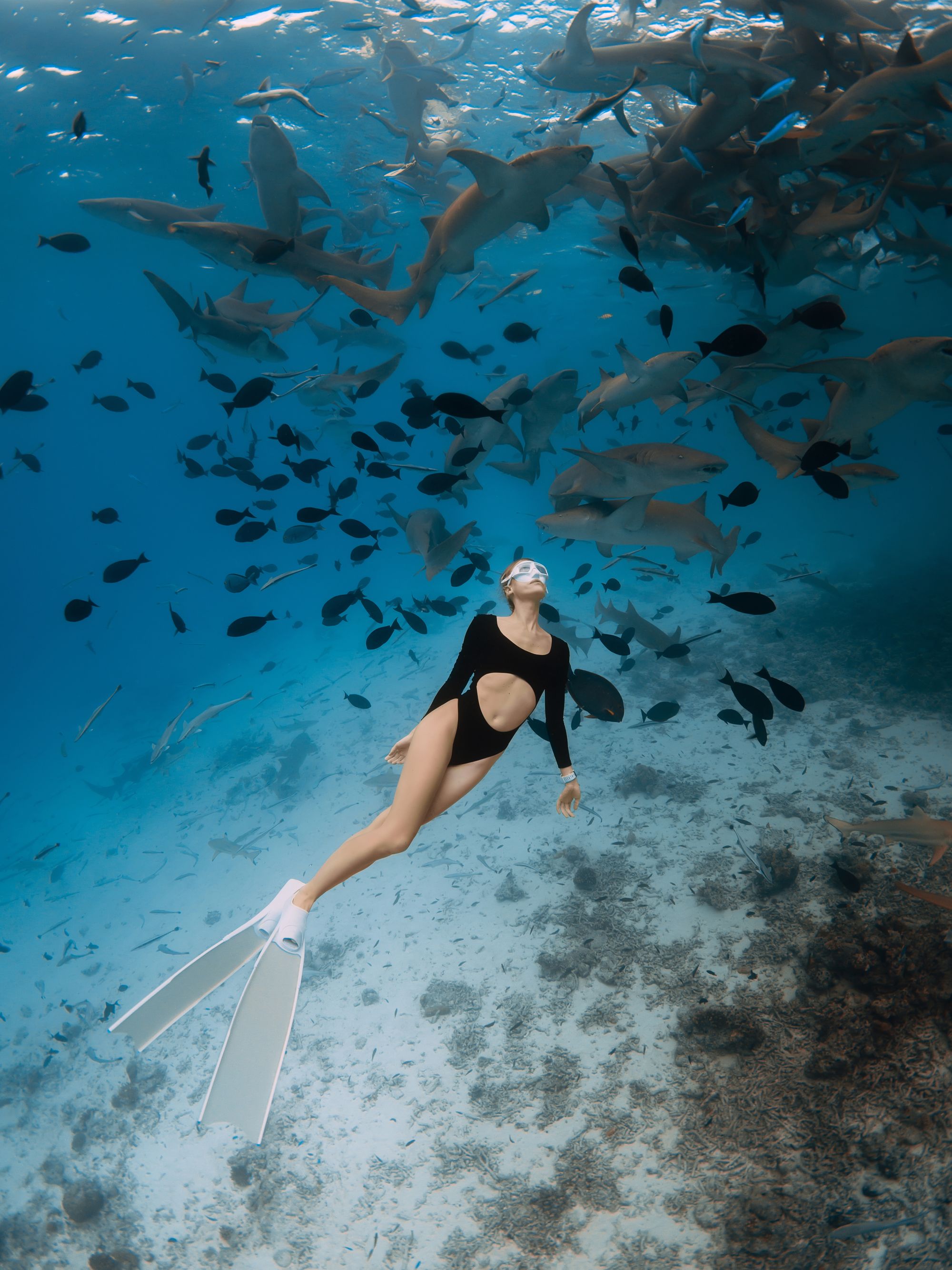 Shark Diving In The Bahamas: The Underwater Thrill Of A Lifetime