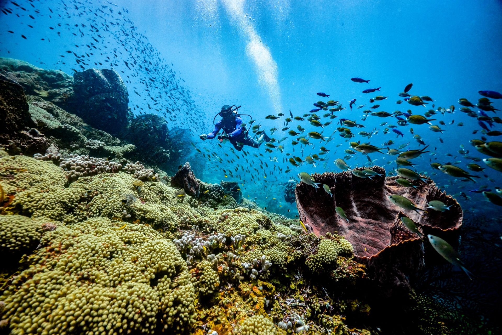 Saint-Lucia-Scuba-PADI-Diver-Over-Corals-11