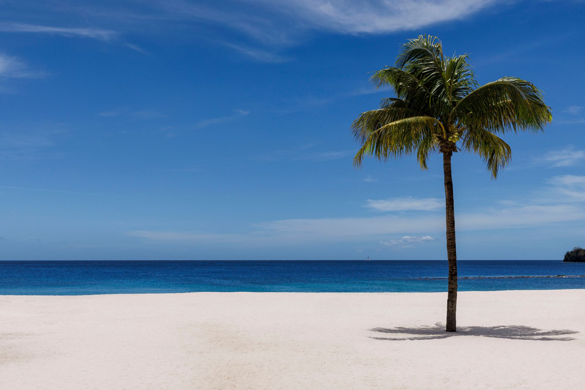 JPG-Version-SSV-Beach-Ocean-Palm-Trees