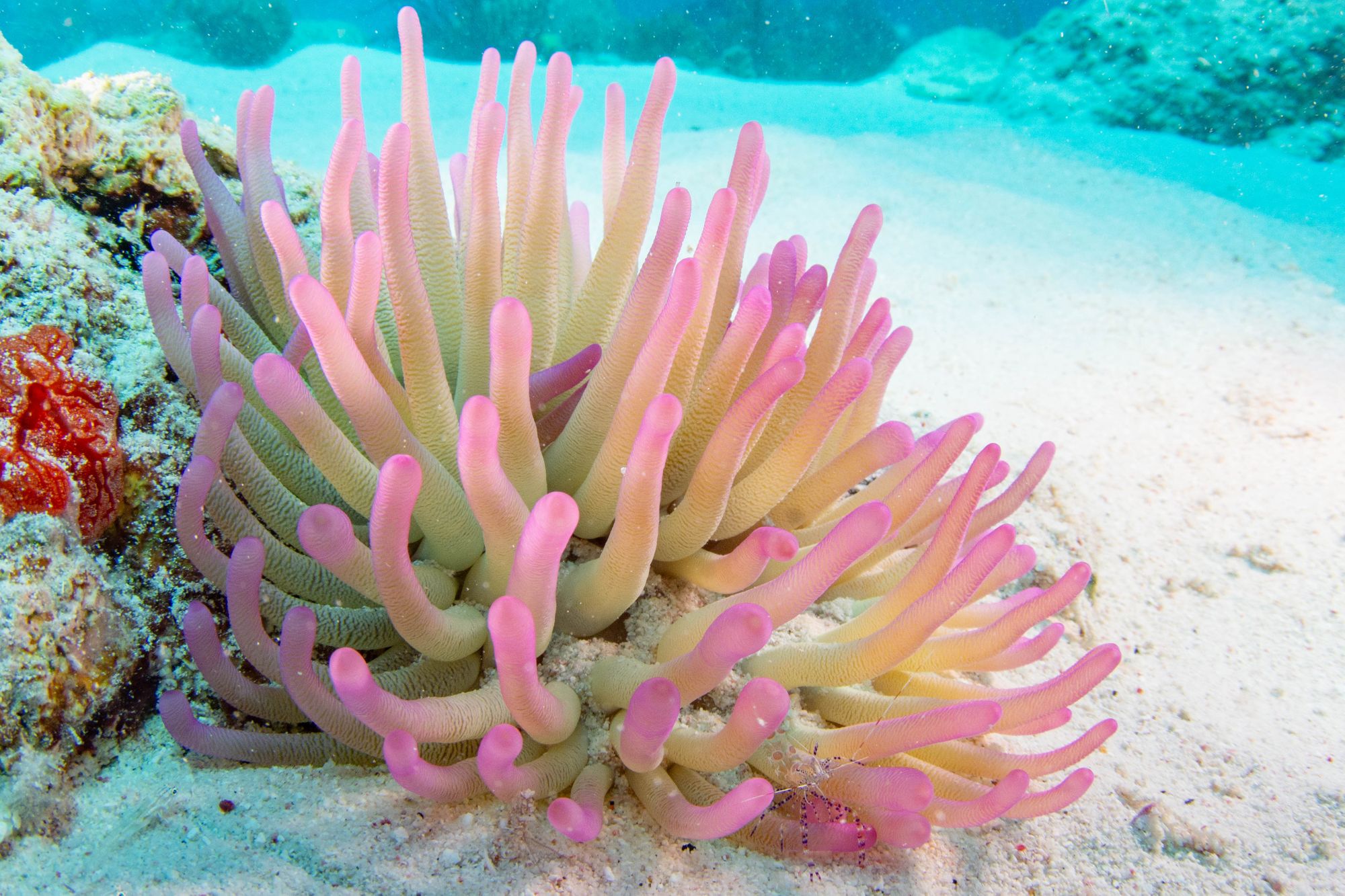 SCR-Dive-Week-Scuba-Diving-93