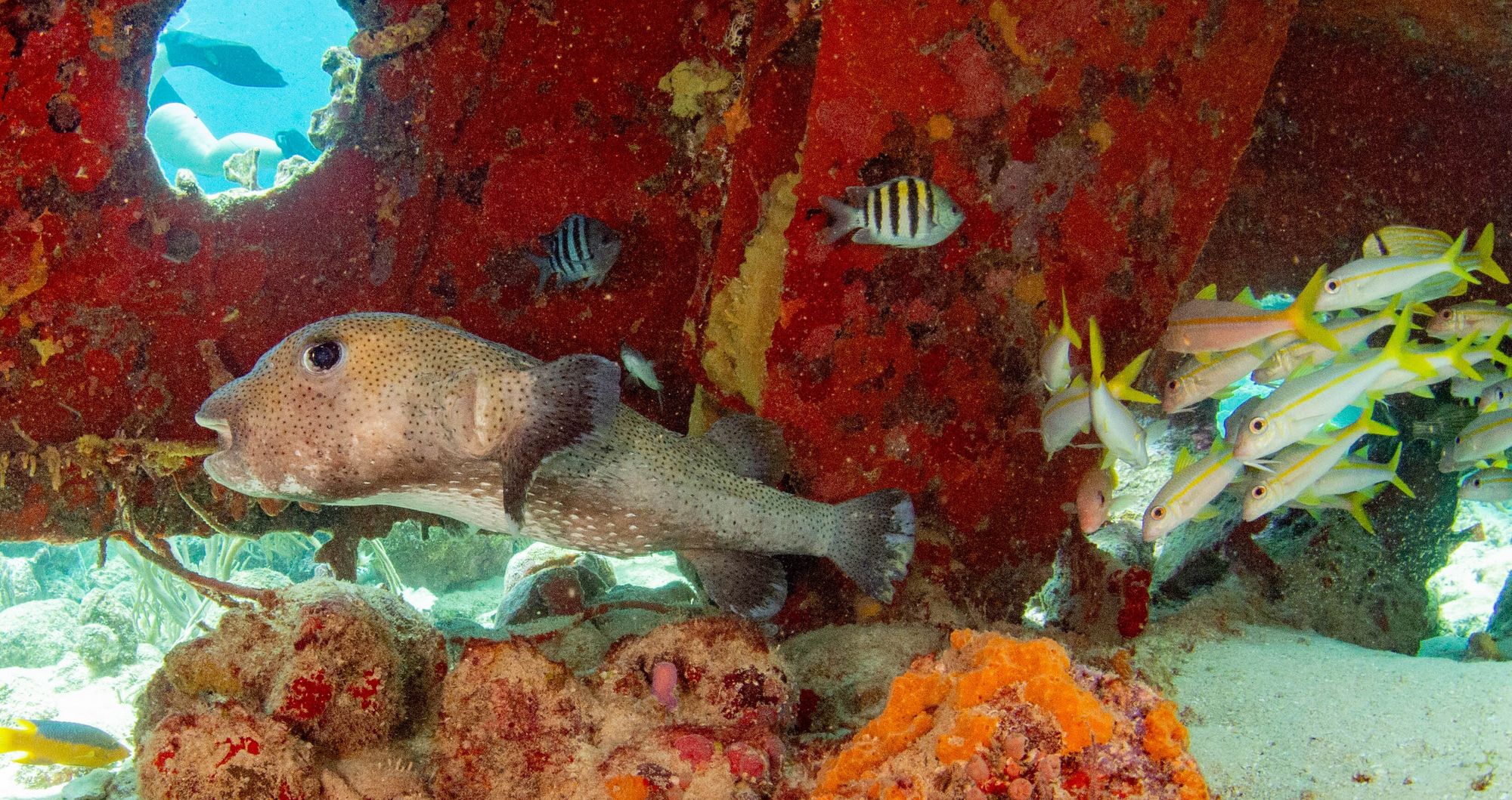 Web-Version-SCR-Dive-Week-Scuba-Diving-50