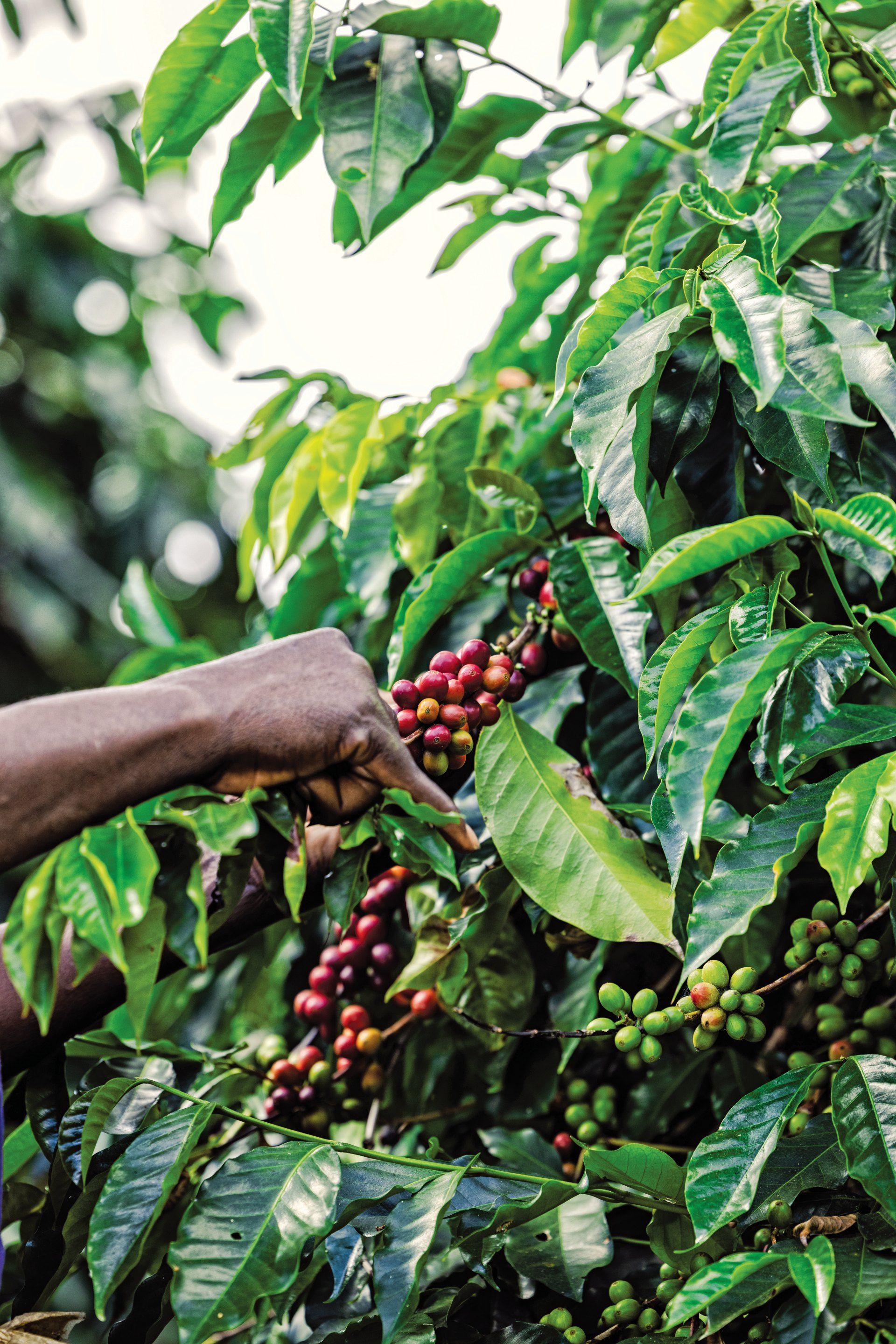 Close-up of ripe red coffee cherries being handpicked from a coffee plant in Jamaica